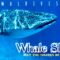 Maldives – Whale Shark (May The Sharks Be With You)